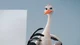 The Leumit Stork