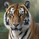 Trickster tigress