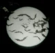 Bats