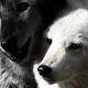 Jon