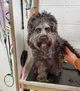 Ugly dog 