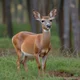 Immortal forest doe