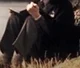 Snape Severus