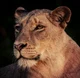 Nala