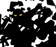 Makuta