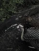 Van Palmer