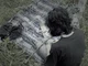 Sirius O Black