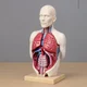 Torso Model TF