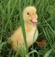 Pet Duck 