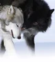 Nate - Alpha wolf