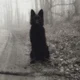 Sirius Orion Black 