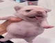 Pibble