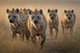 Hyenas -TLK