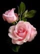Wilting roses