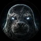 Leopard Seal