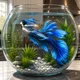 Pet Bettafish
