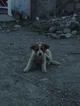 Simon Ghost Riley