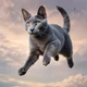 Flying Cat