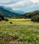 MHA - Flower Field 
