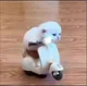 Stupid Dumb Idiot
