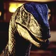 A Velociraptor